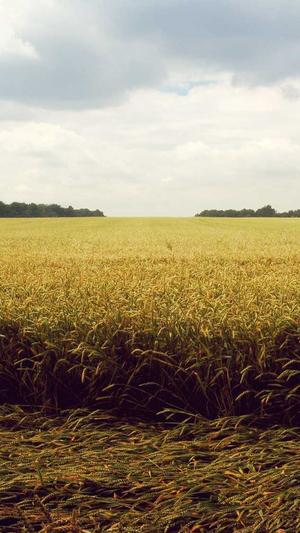 刘耀文黑料截图1