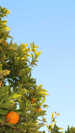 51今日吃瓜截图3