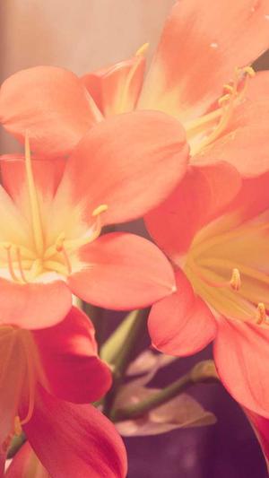 吃哈密瓜的好处截图4