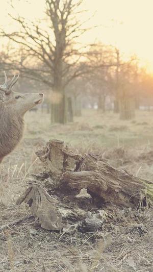 佛手瓜怎么吃没毒截图1