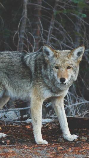 孕妇吃哈密瓜截图2