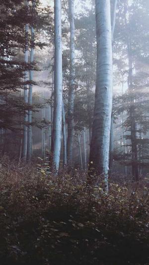 gnc瓜拉纳怎么吃截图3